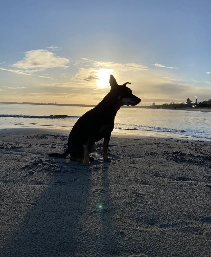 Beachlove
