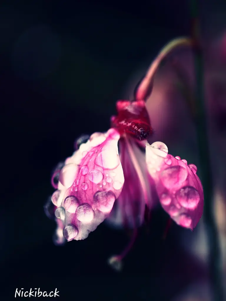 Condolence image of Nicole