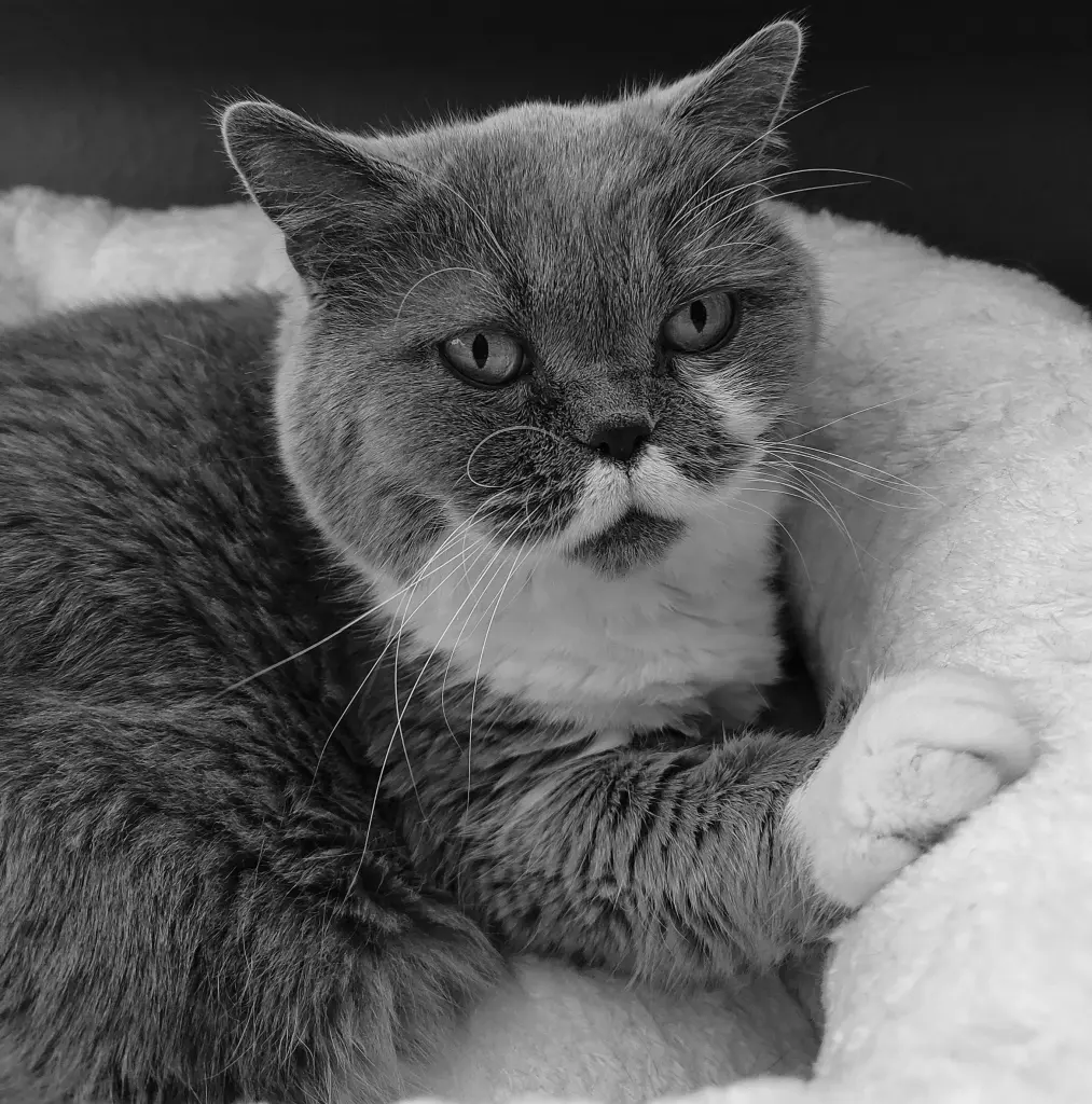 Image from Feline-Pauline