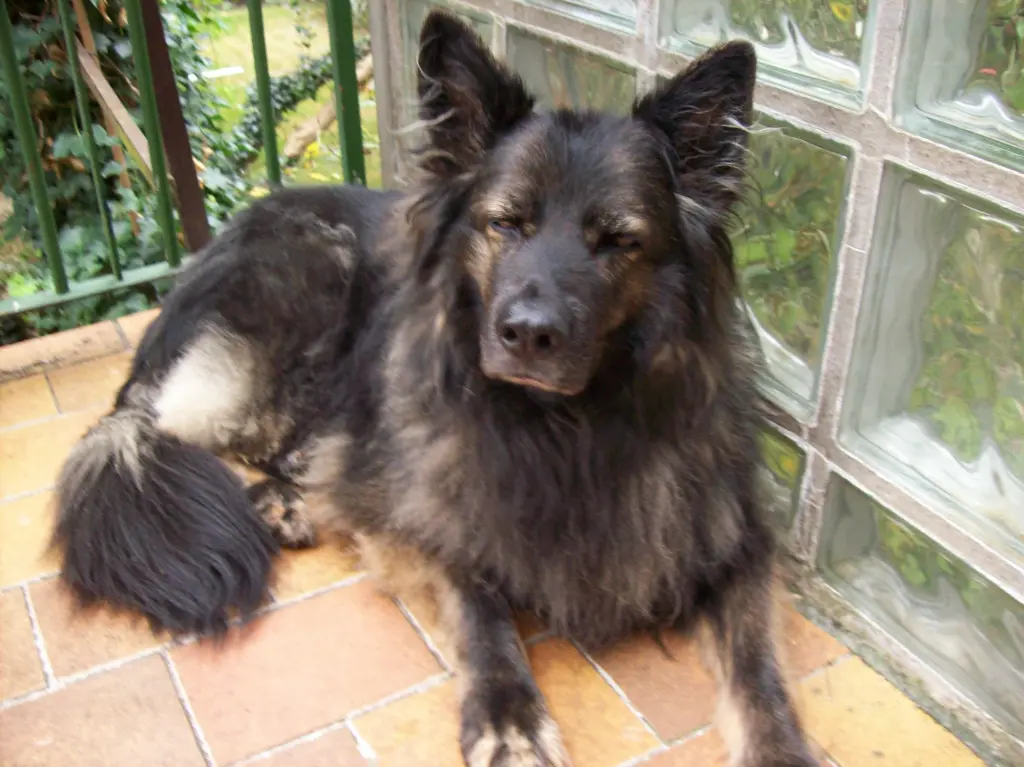 Image from Asti-Olaia
