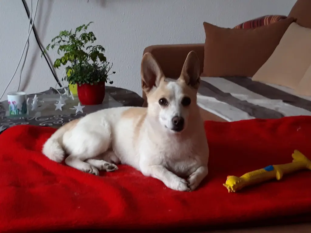 Bild von Sam