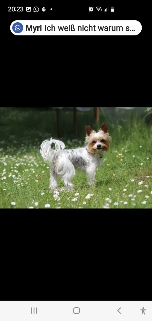 Image from Gizmo