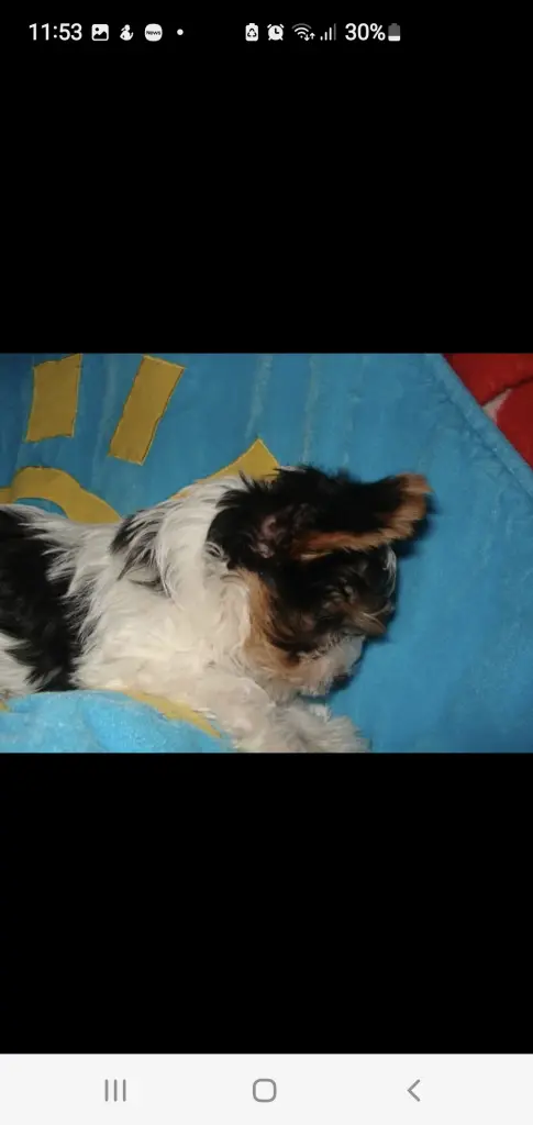 Image from Gizmo