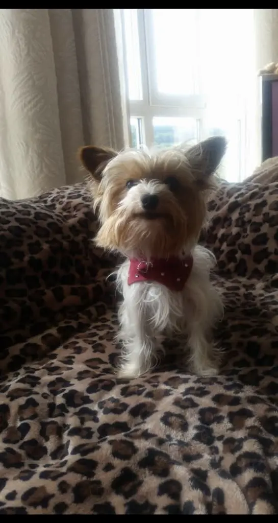 Image from Gizmo