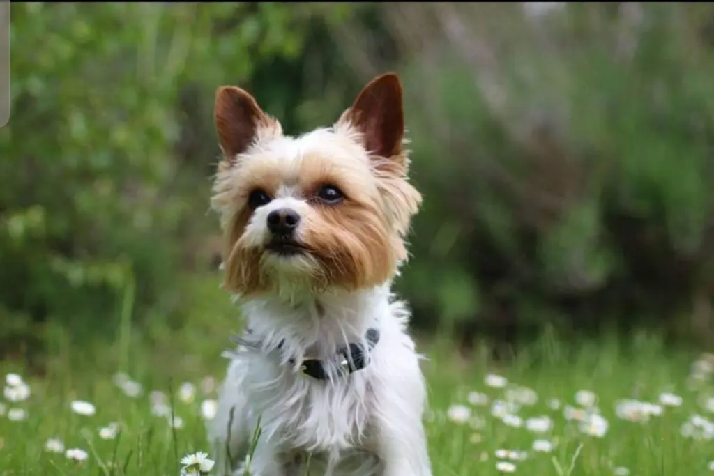 Image from Gizmo