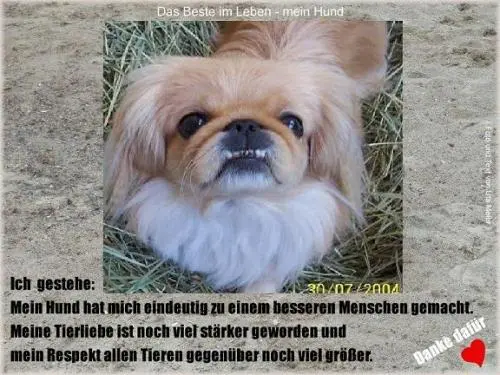 Image from meine fantastische Pekinesin Sina