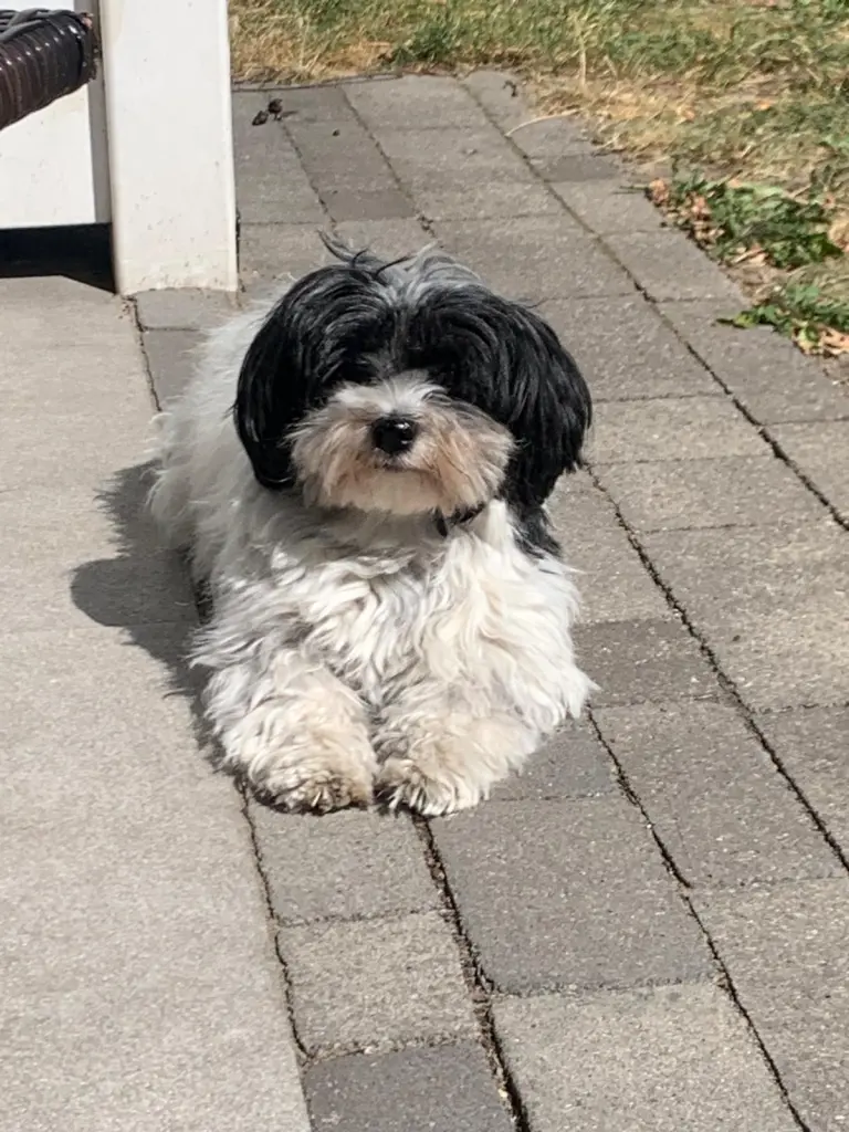 Unsere Sonnenanbeterin