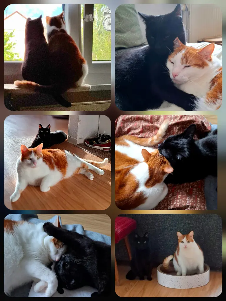 Ein Dreamteam Henry & Charlie... 🐈🐈⬛