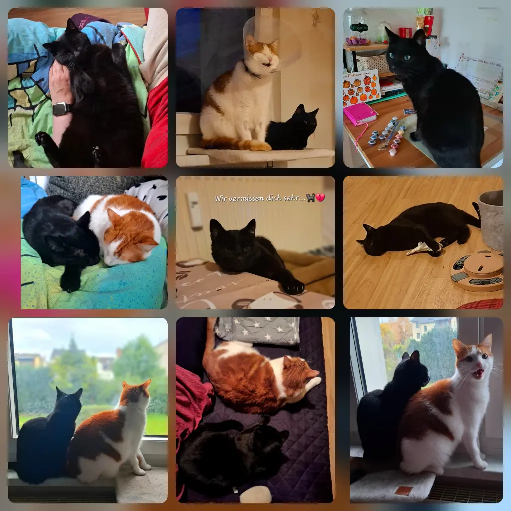 😻