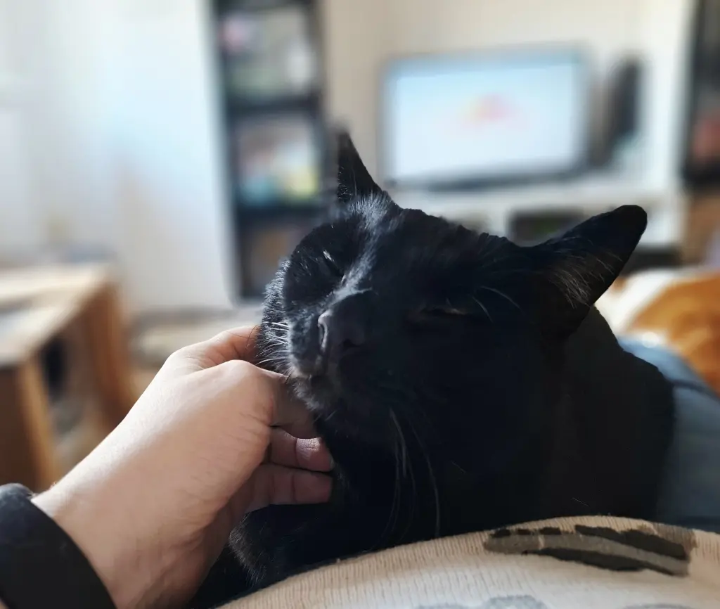 😻