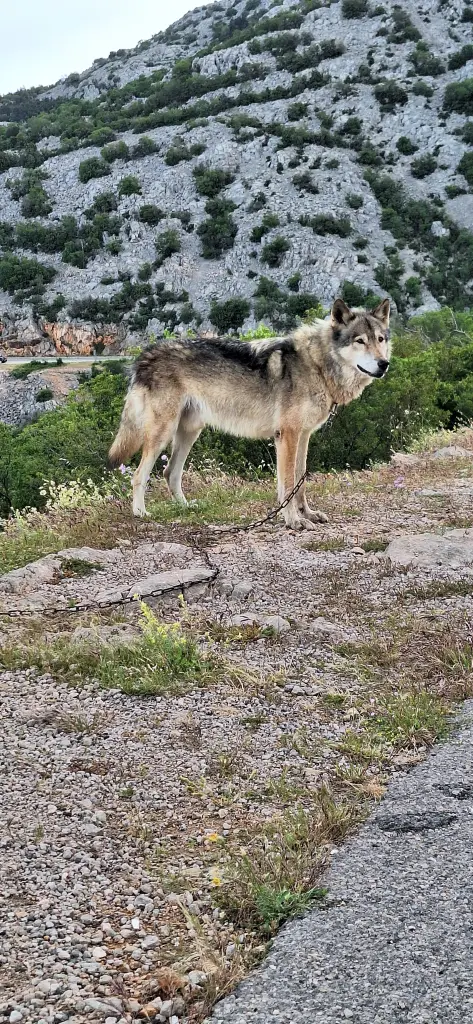Aragon