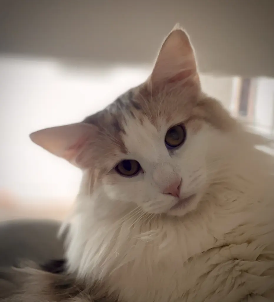 Image from Miss Money Penny