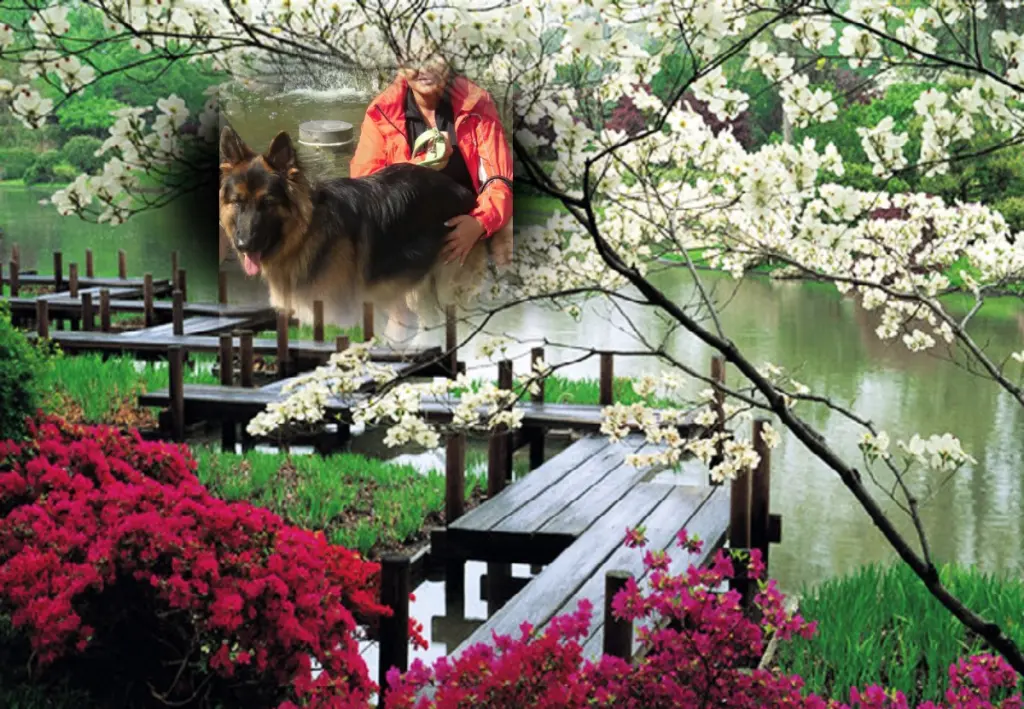 Condolence image of ❤❤❤Fur Misiu❤❤❤