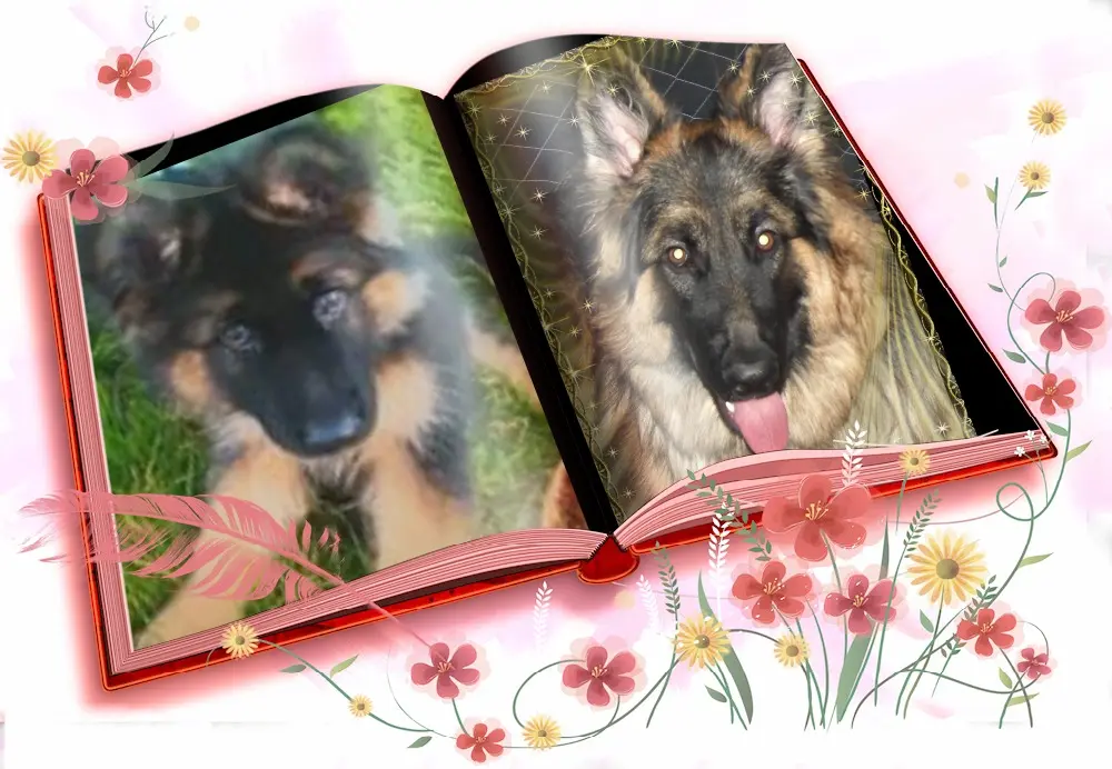 Condolence image of ❤❤❤Dla Ukochanego Misiulka❤❤❤