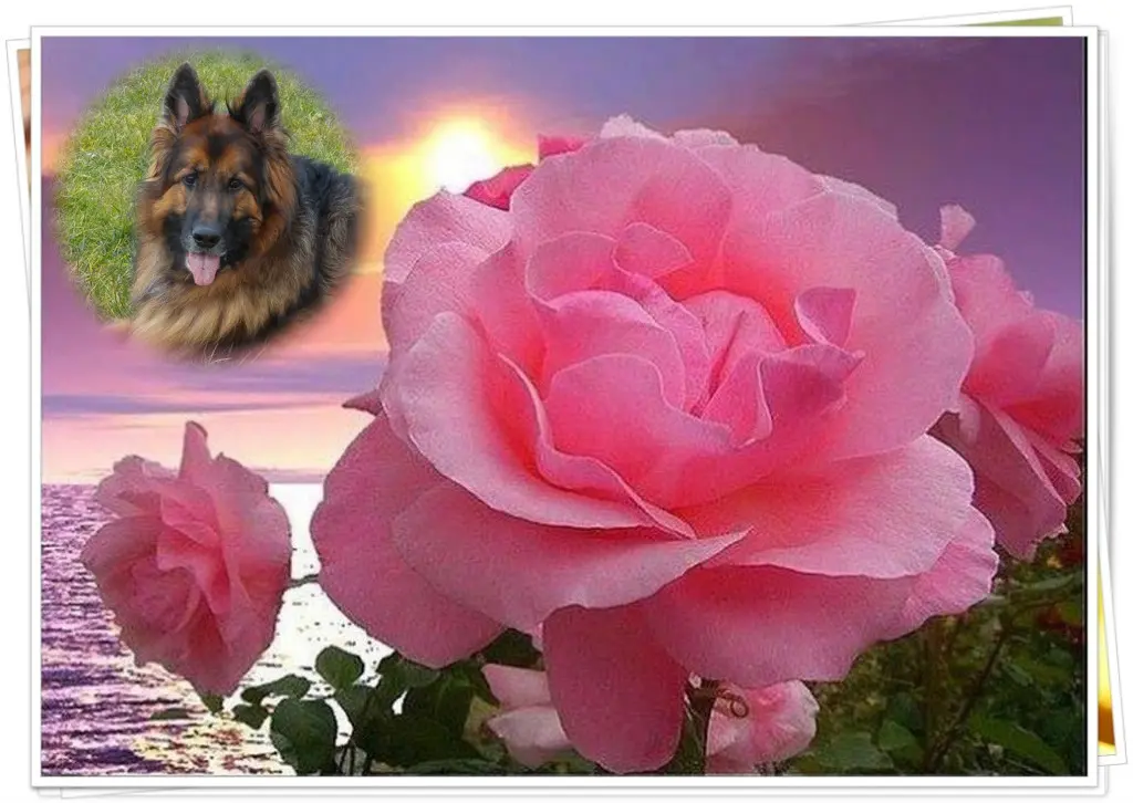 Condolence image of Mój Misiulek❤❤❤