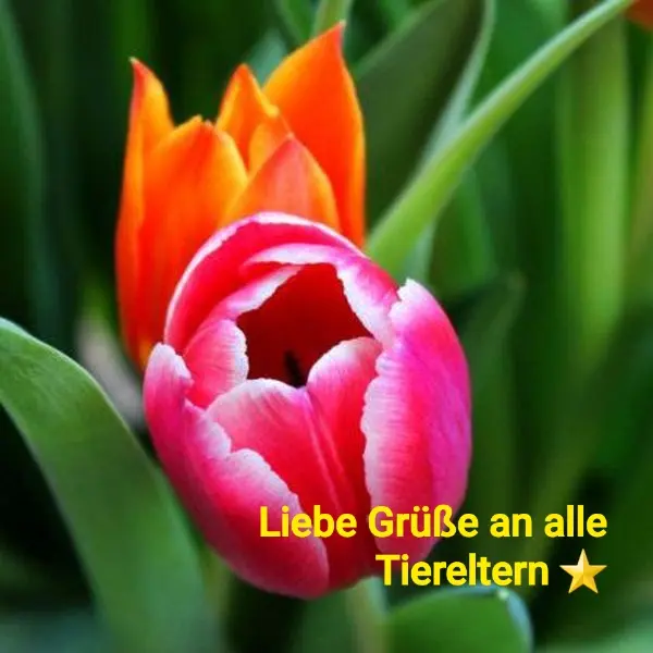 Condolence image of Ellen mit Lina ♥️