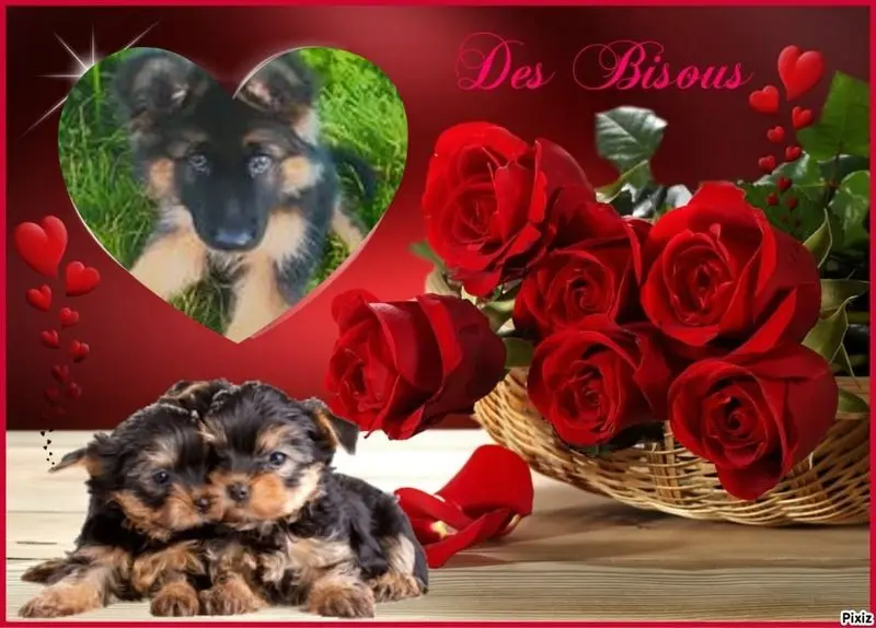 Condolence image of Mój Misiulek❤❤❤