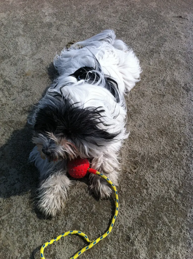 Image from LIZZY