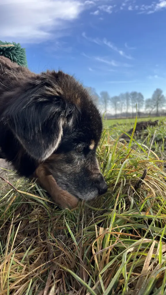Bild von Toni