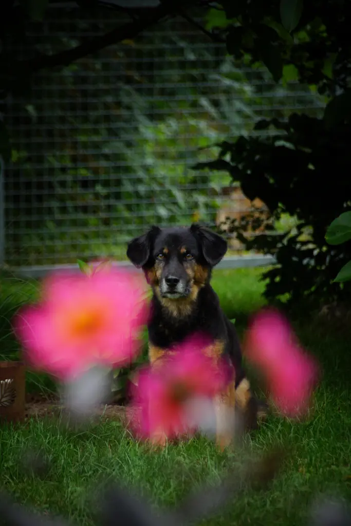 Bild von Toni