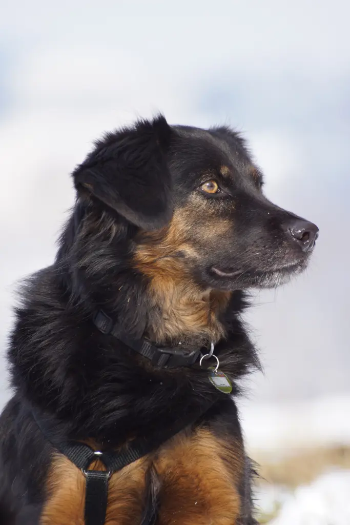 Bild von Toni