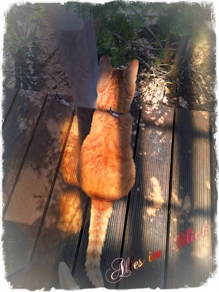 Image from Mimi