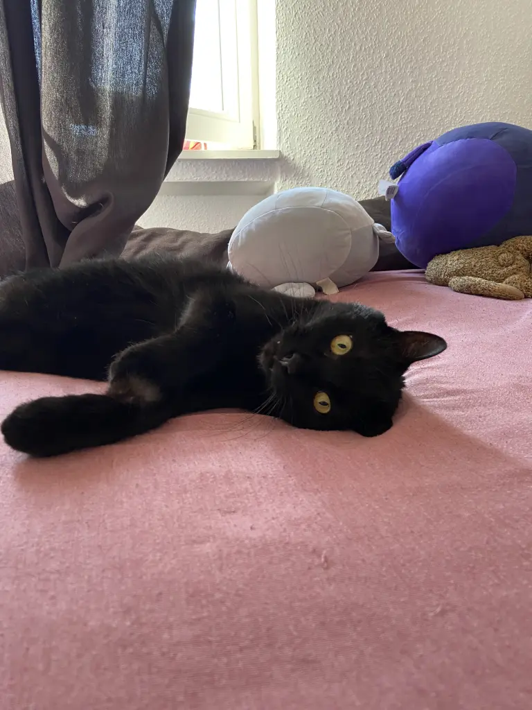 Bild von Panus
