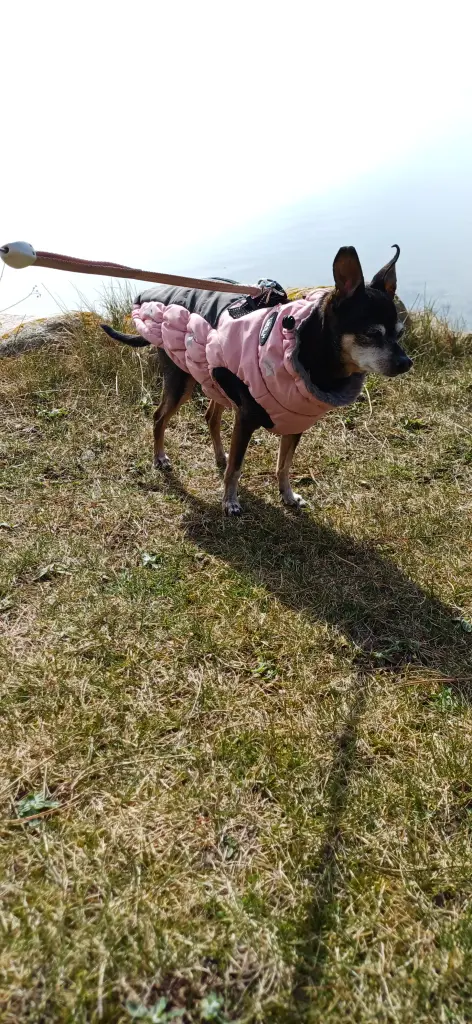 Image from Maily