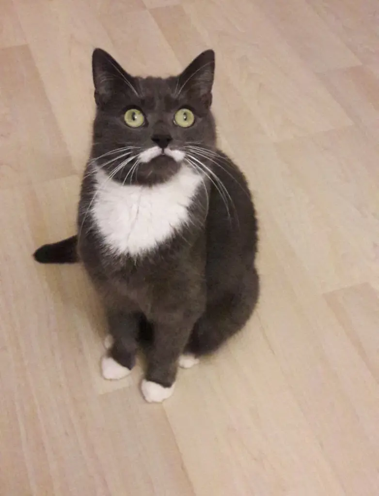 Bild von Leila