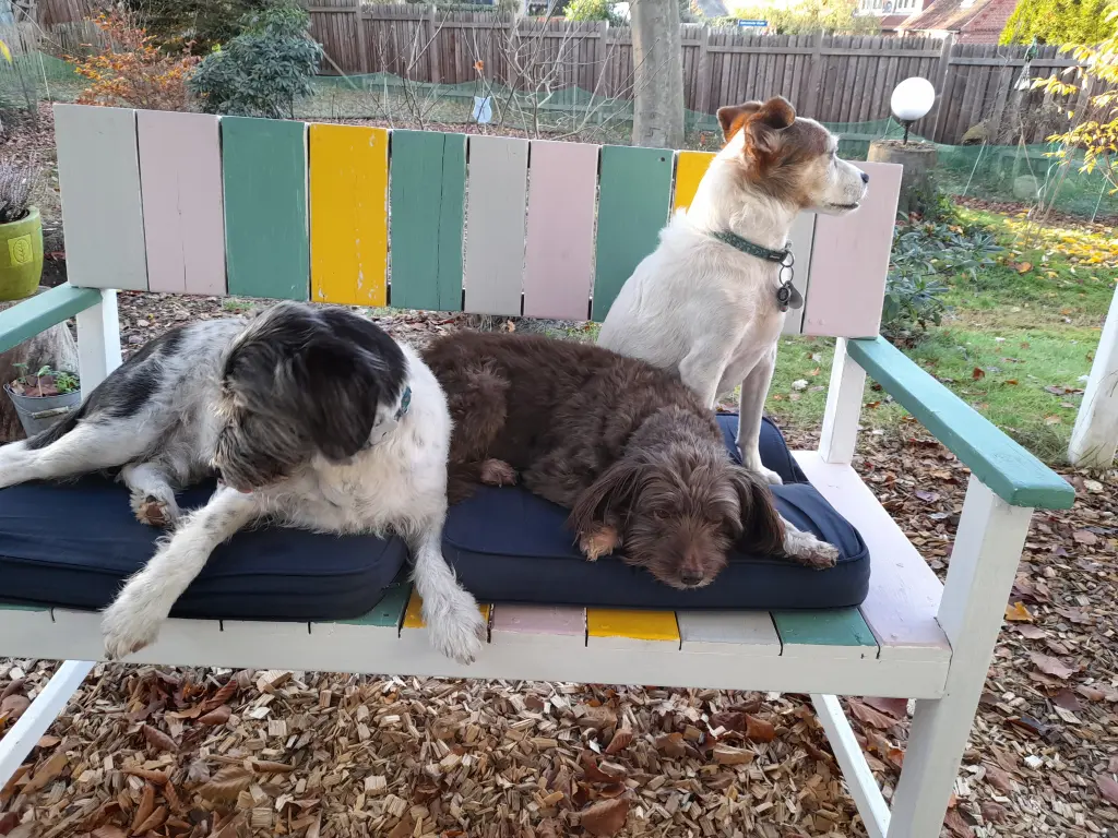 Sandy,Mino,Rocky 2020