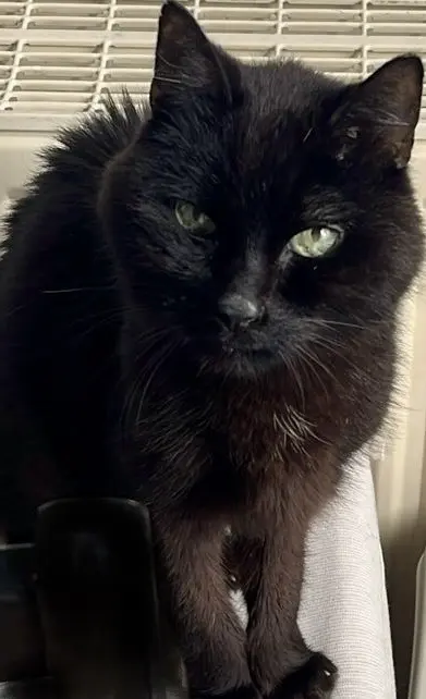 Bild von Spike