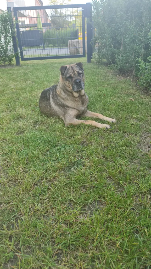 Bild von Osa