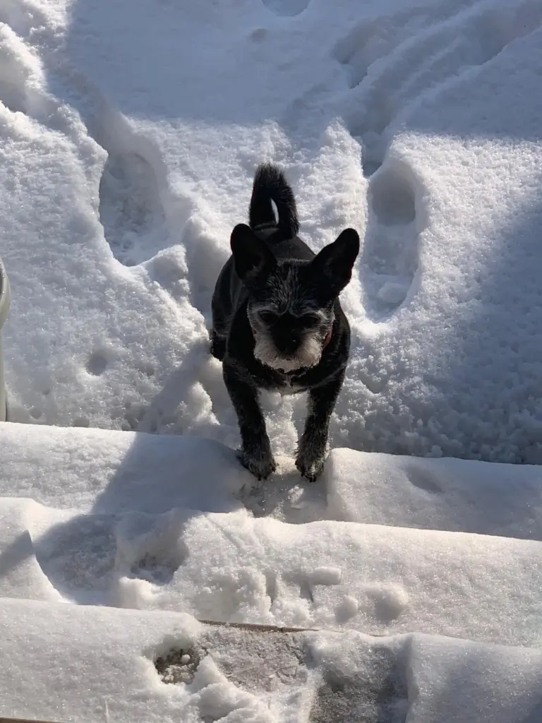 Image from Toto