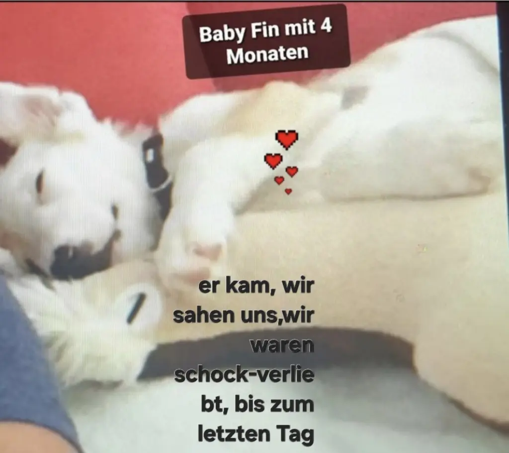 Image from Fin