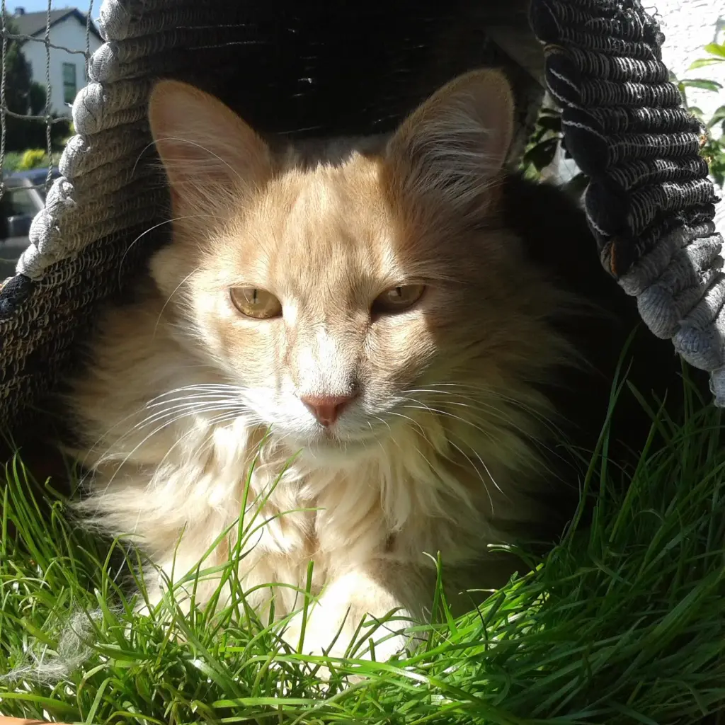 Bild von Rusty