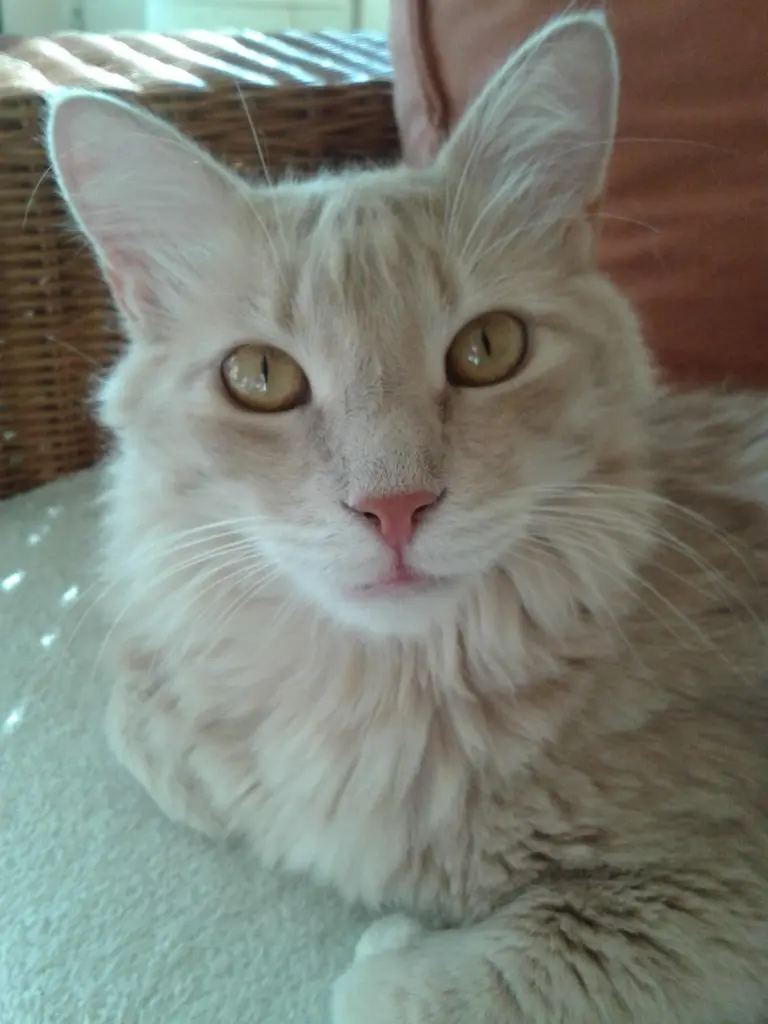 Bild von Rusty