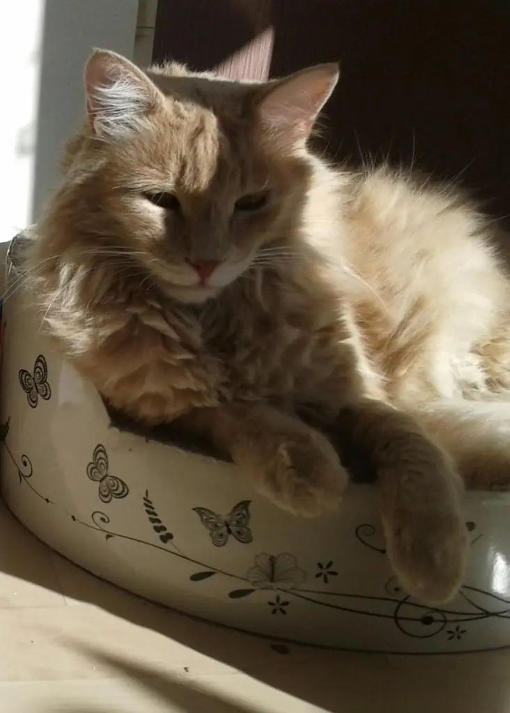 Bild von Rusty