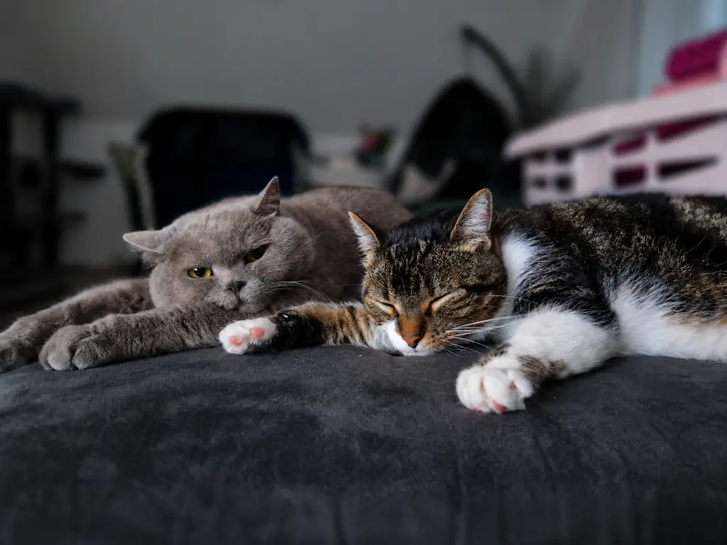Image from Balou