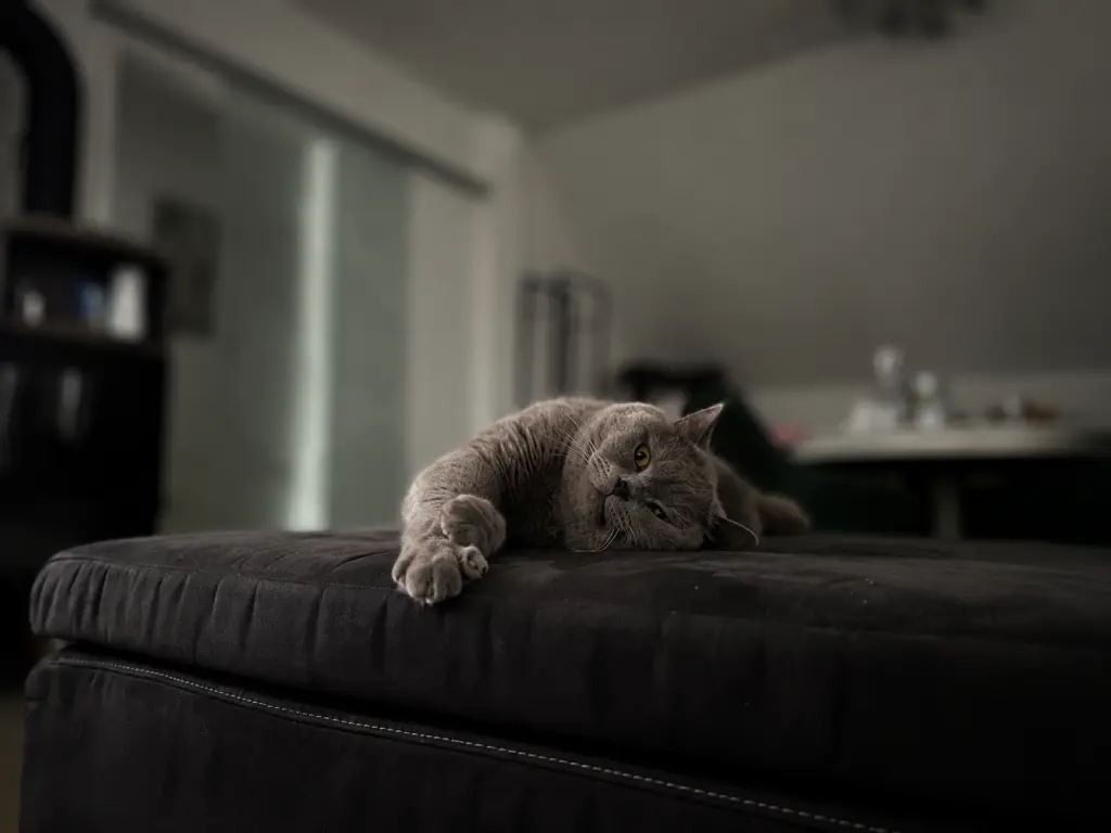 Image from Balou