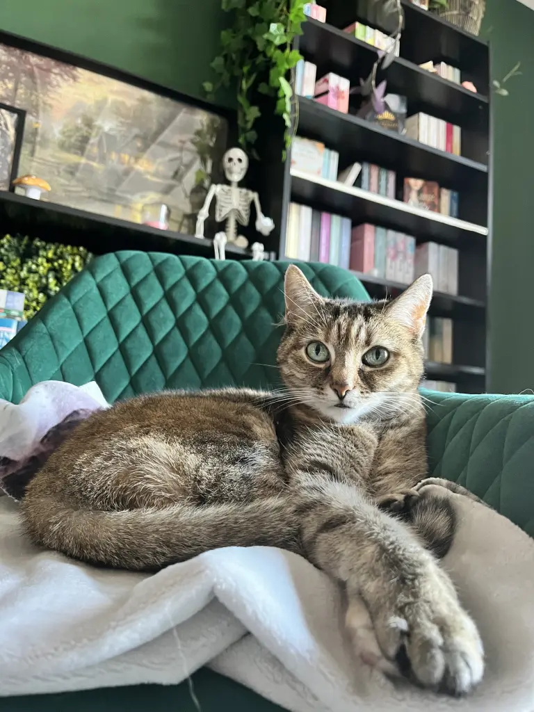 Image from Tapsi