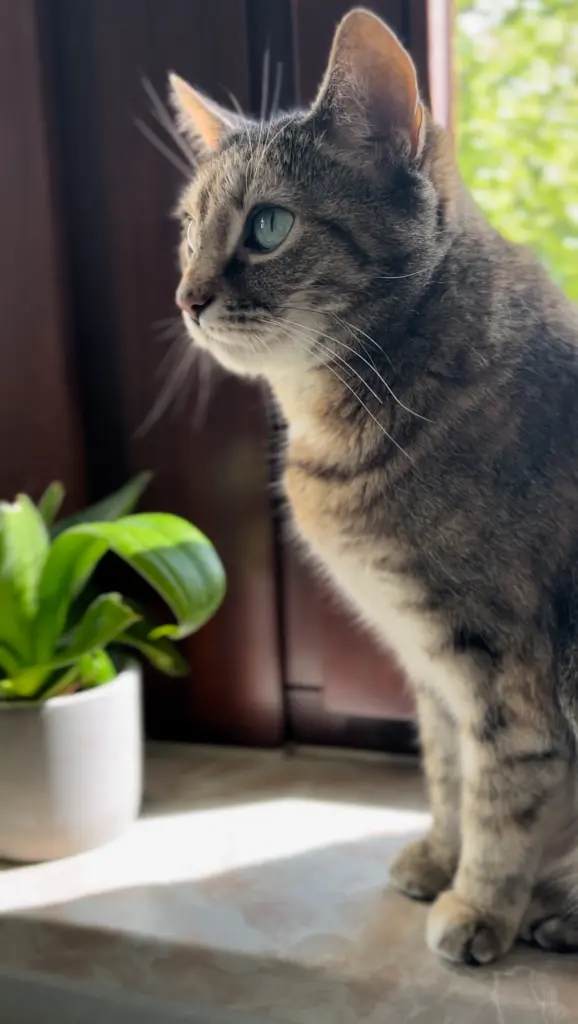 Image from Tapsi