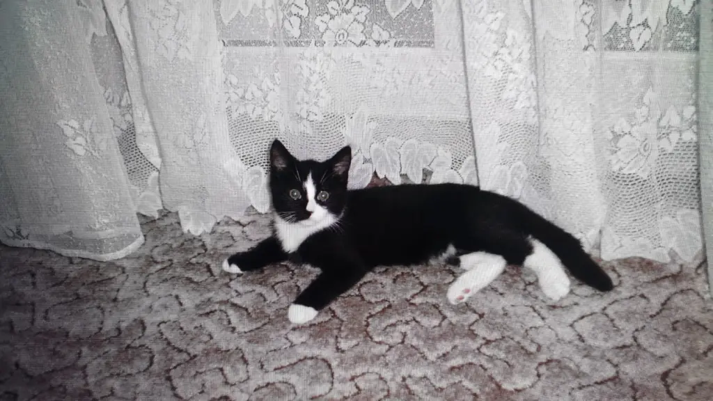 Bild von Tommy