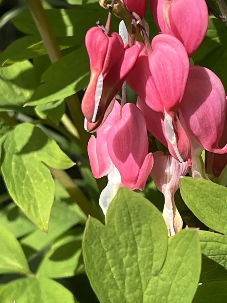 Condolence image of Sabine Hoffmann