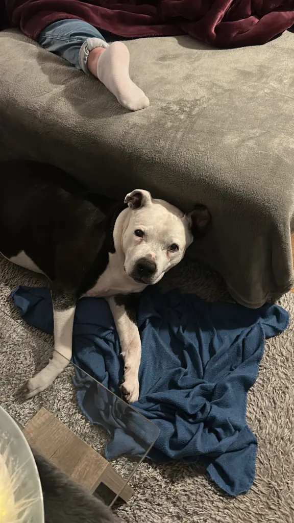 Bild von Buddy ❤️