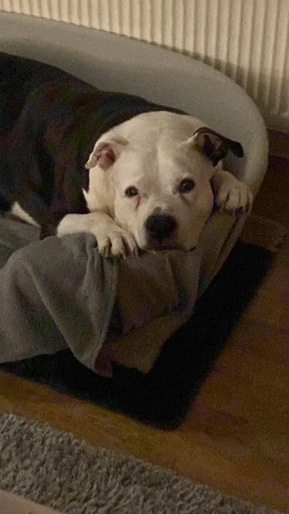 Ein super toller Hund