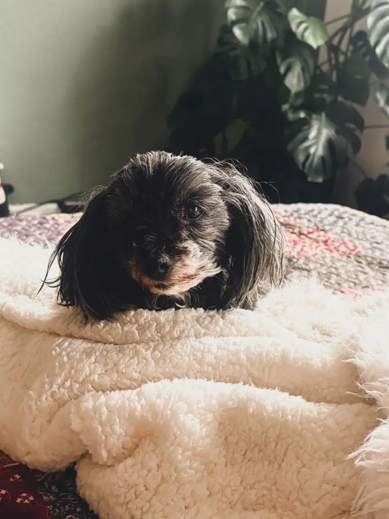 Condolence image of Nicole mit Seelenhund Pina