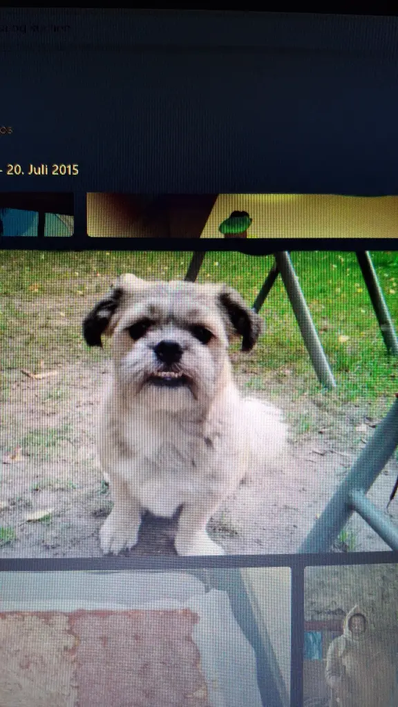 Bild von Shorty