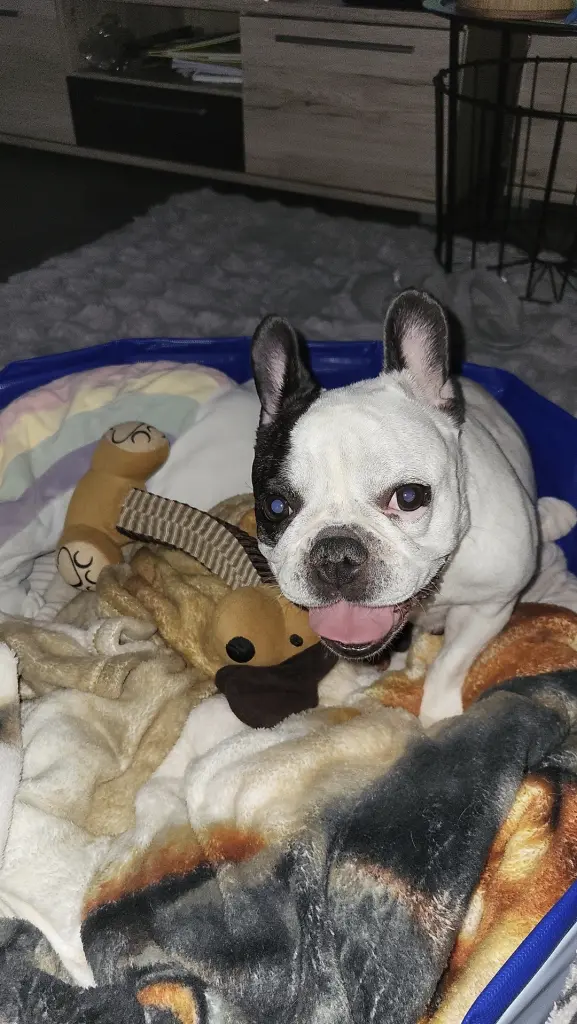 Molly und ihr Lieblingsspielzeug 🧸🤍