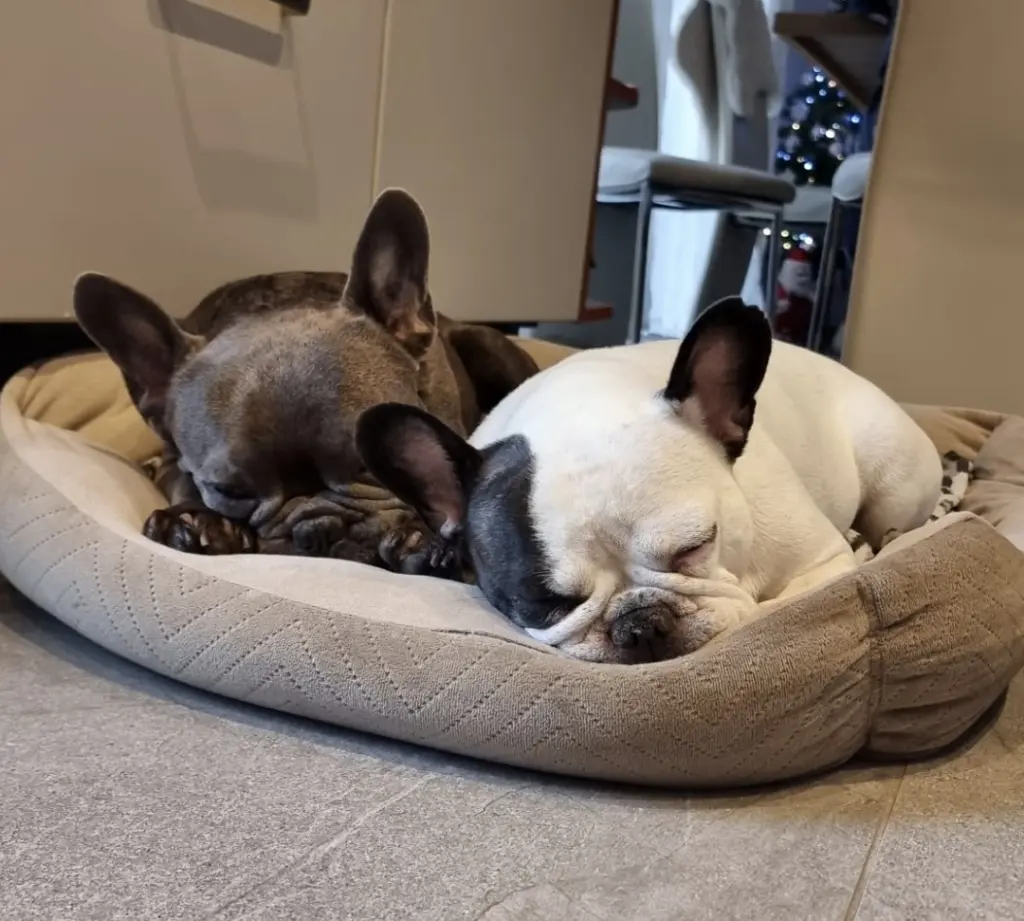Molly und Floki 💕