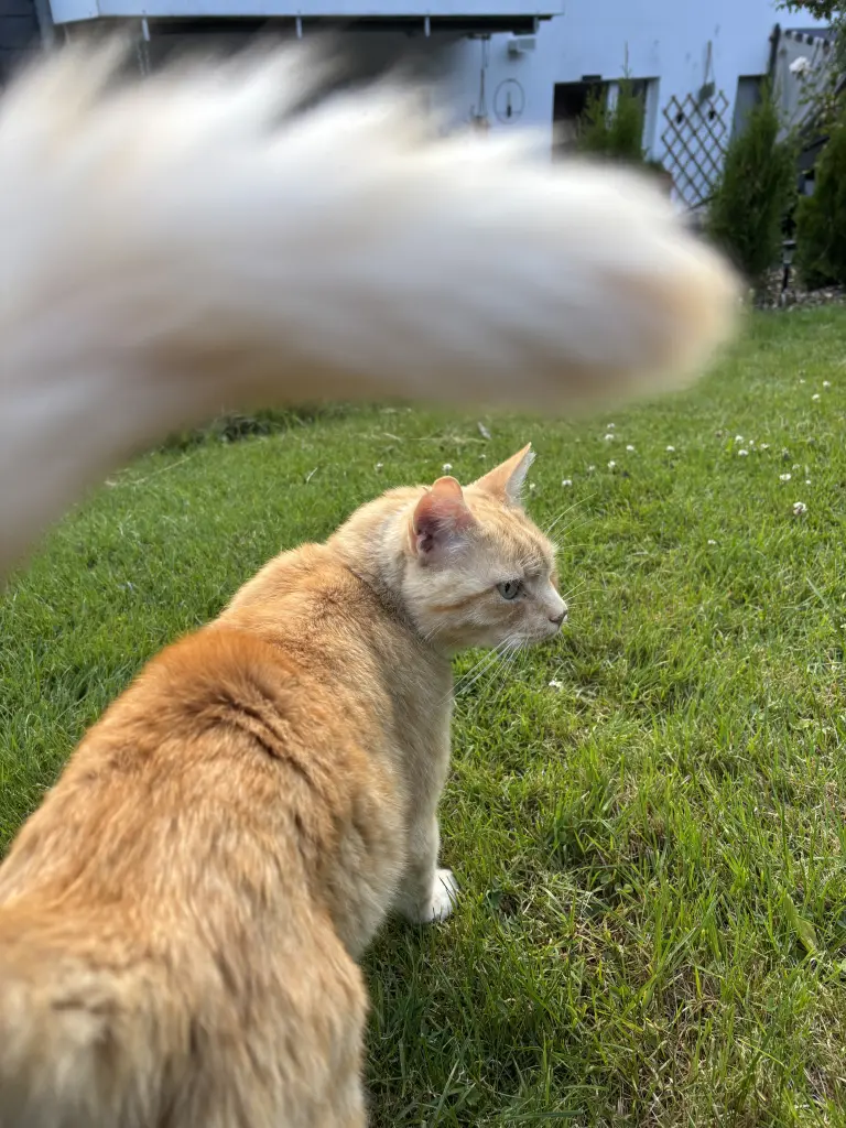 Condolence image of Nadii ♡ mit Schrödi im 🤍🐾